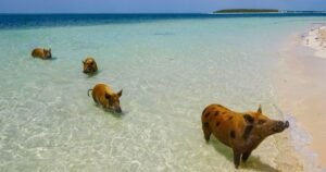 Read more about the article Swim With Pigs In Exumas: Your Ultimate Guide To A Bahamian Adventure