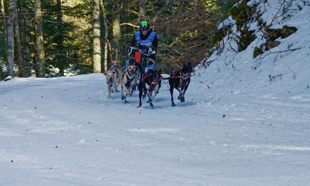 Passenger riding in a dog sled basket through the Arctic birch forest in Tromsø