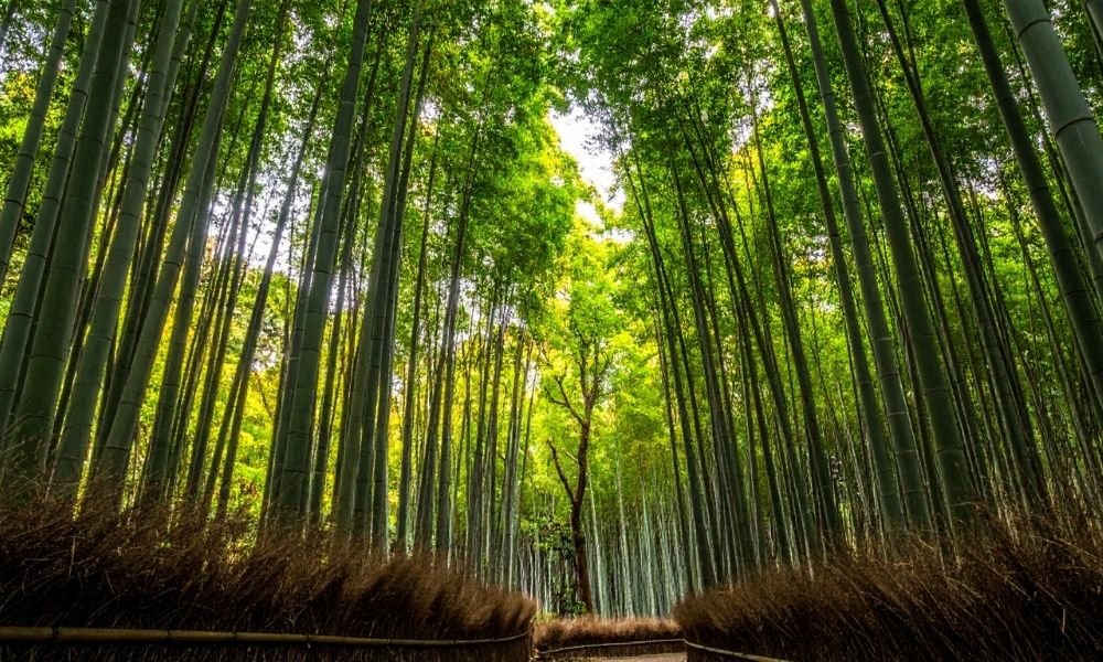 Tall bamboo stalks lining a path in Arashiyama Bamboo Grove in Kyoto with green canopy overhead and narrow walkway below