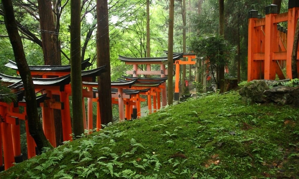Weathered orange torii gate on empty Fushimi Inari back trail in Kyoto, moss on stone base, cedar forest behind, morning mist between trees