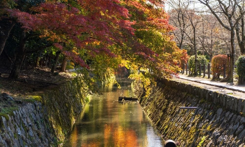 Red maple leaves reflected in still water of Kyoto Philosopher's Path canal, November morning, frost on stone edge, single cat sunning on wall